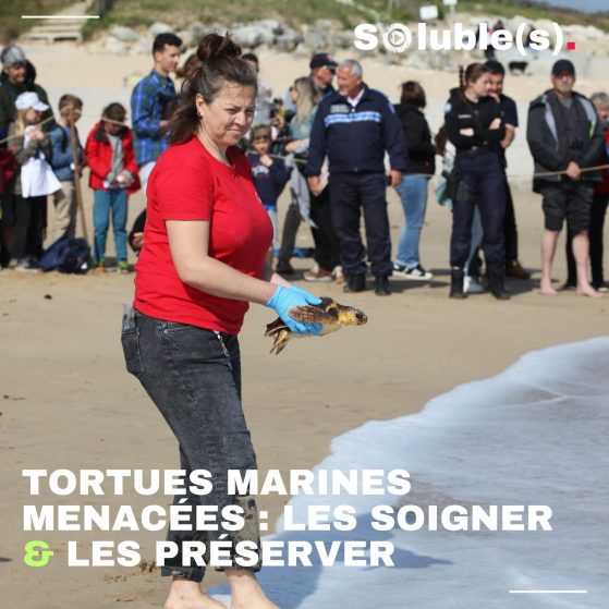 Tortues marines menacées : les soigner et les préserver