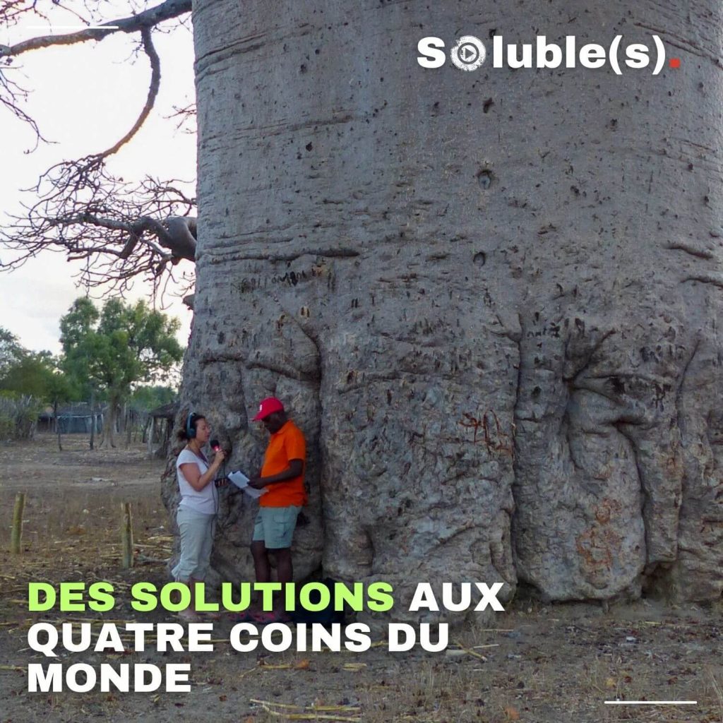 Visuel Soluble(s) montrant une très grande base de baobab avec deux personnes debout en interview, et le texte : “Des solutions aux quatre coins du monde.”